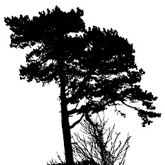 Image showing Tree Silhouette