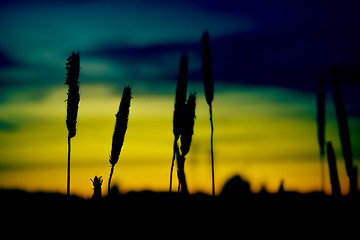 Image showing Silhouette crops