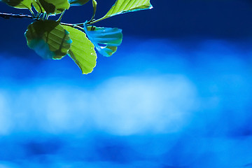 Image showing Green leaf blue water background