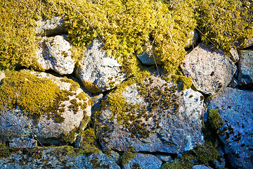 Image showing Rocks covered by moss