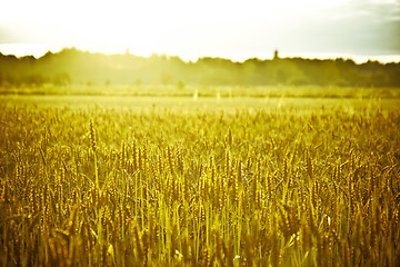 Image showing Cropfield