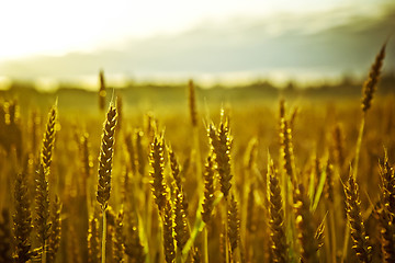 Image showing Cropfield