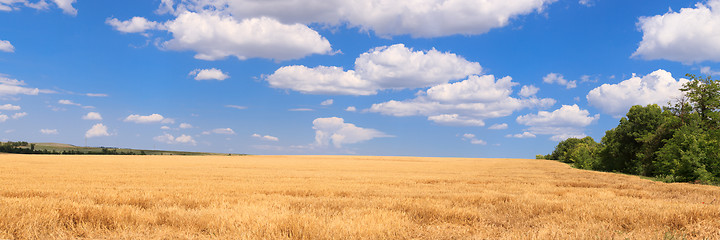 Image showing Panorama wheat field  