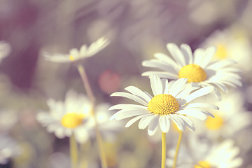 Image showing daisy flowering pastel colors