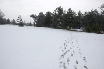 Image showing Footprints in the snow