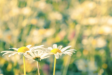 Image showing daisy flowering pastel colors