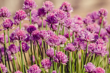 Image showing Chive herb flowers on beautiful bokeh background