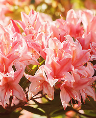 Image showing blooming of pink lilly in garden