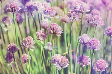 Image showing Chive herb flowers on beautiful bokeh background pastel colors