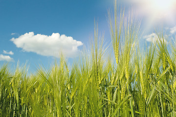 Image showing spring grain with blue sky and sunligt