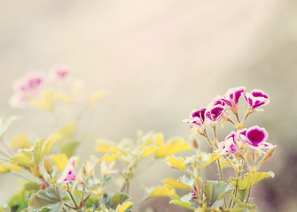 Image showing spring flower in garden with shallow focus 