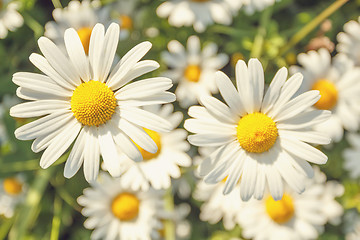 Image showing daisy flower field with shallow focus