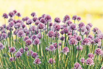 Image showing Chive herb flowers on beautiful bokeh background