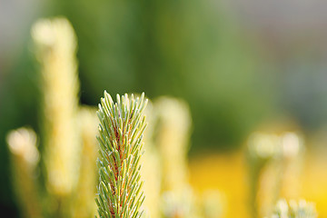 Image showing conifer with shallow focus for background