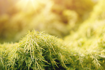 Image showing conifer with shallow focus for background