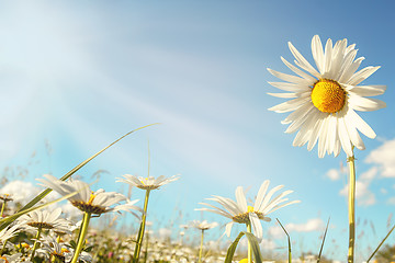 Image showing daisy flower field against blue sky with sunlight