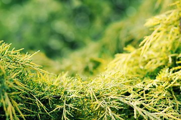 Image showing conifer with shallow focus for background