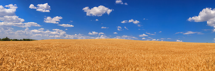 Image showing Wheat field  