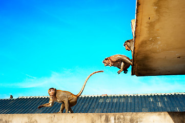 Image showing Urban monkey