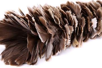Image showing Brown feather duster