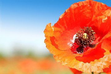 Image showing Poppy close-up