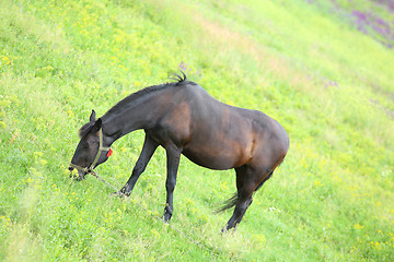 Image showing A horse in a meadow