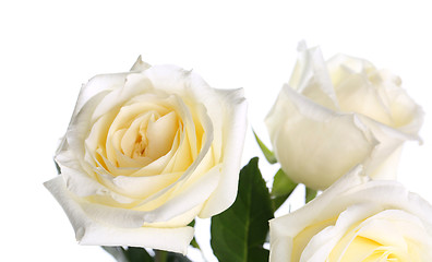 Image showing Roses on a white background