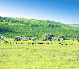 Image showing Cows on a field.