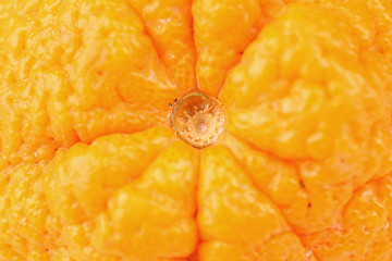 Image showing Orange macro