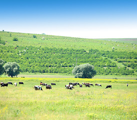 Image showing Cows in the meadow.