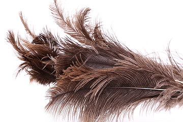 Image showing End feather duster