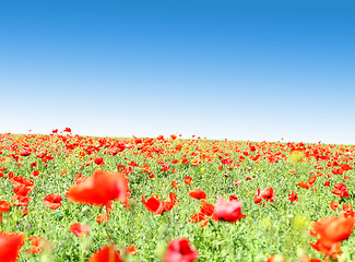 Image showing Poppy flowers against the blue sky