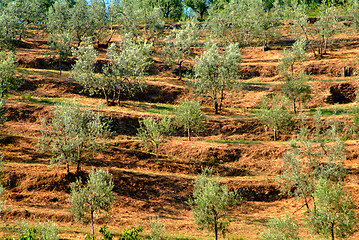 Image showing olive grove