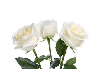 Image showing Three roses close-up