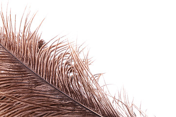 Image showing Brown feathers half background