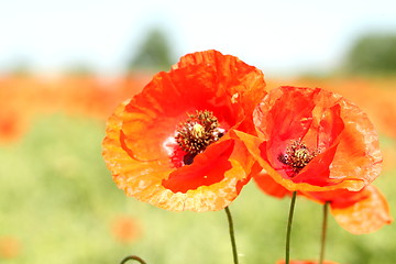 Image showing Two red wild poppies.