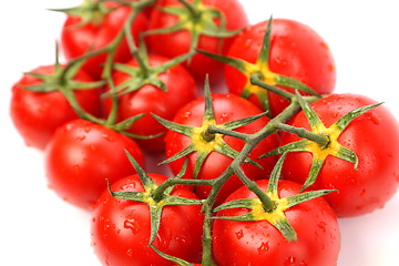 Image showing A Big Cluster of Tomatoes