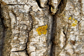 Image showing willow bark close-up