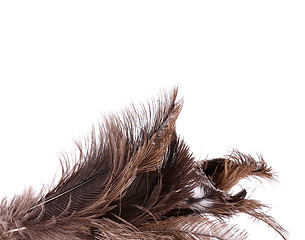 Image showing Brush ostrich feather close-up