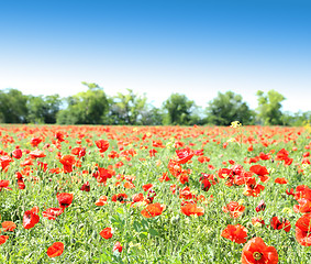 Image showing Poppy flowers against the blue sky and trees