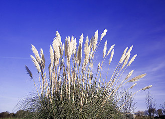 Image showing reed