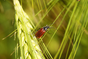 Image showing Beetle on a spike in a wheat field