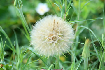 Image showing A dandelion