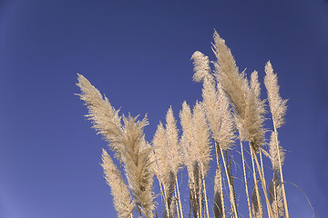 Image showing reed