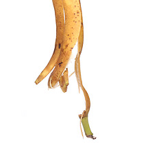 Image showing Banana peel is pendent