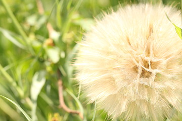 Image showing Extreme macro shot of fluffy dandelion seeds