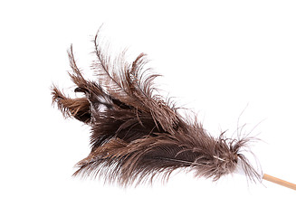 Image showing Brush ostrich feather