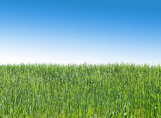 Image showing A green wheat field