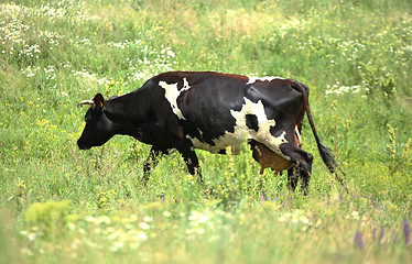 Image showing cow eats grass