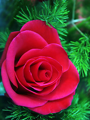 Image showing Red rose